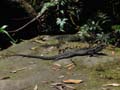 Water Dragon